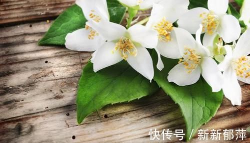 阳台上|这种皮做成的肥水,养茉莉花,一个月长花苞,连开两次