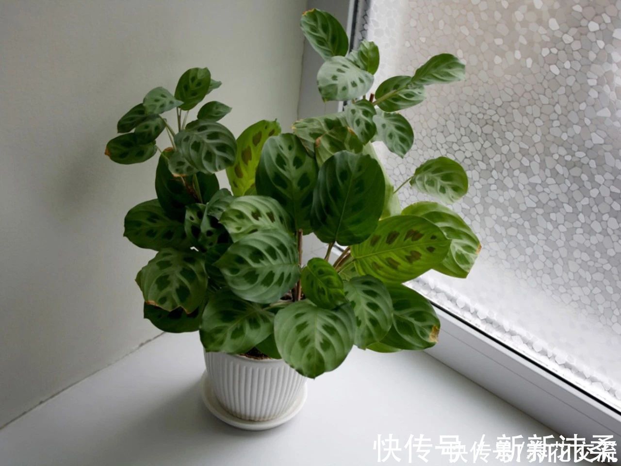 竹芋|6种常见的弱光植物,能室内半阴的环境,养窗台便可维持良好状态