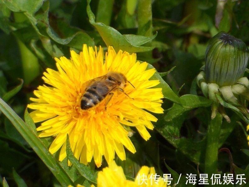 洋洋得意|家里老婆若是5个生肖,别跟她吵架,吵架会穷