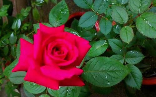 推荐10款红色系月季，每一款都惊艳，你最喜欢哪一款？