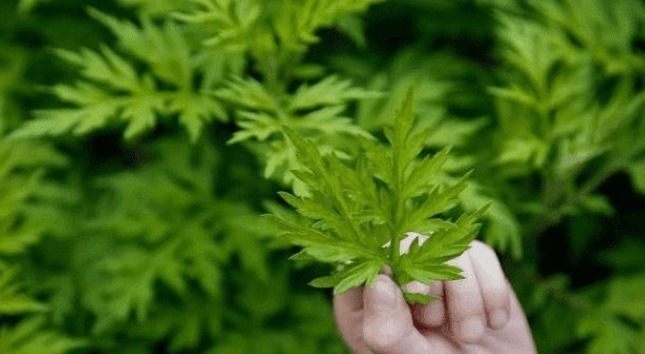 煮水|艾叶煮水真是太厉害了,解决了男女不少的麻烦,现在明白还不晚