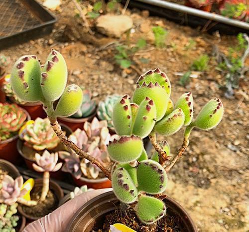 花友|6月养熊童子,3个要点要牢记,不然黑腐掉叶子,难安全度夏