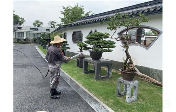 盆景|如何养好家中盆景 且看浇水功