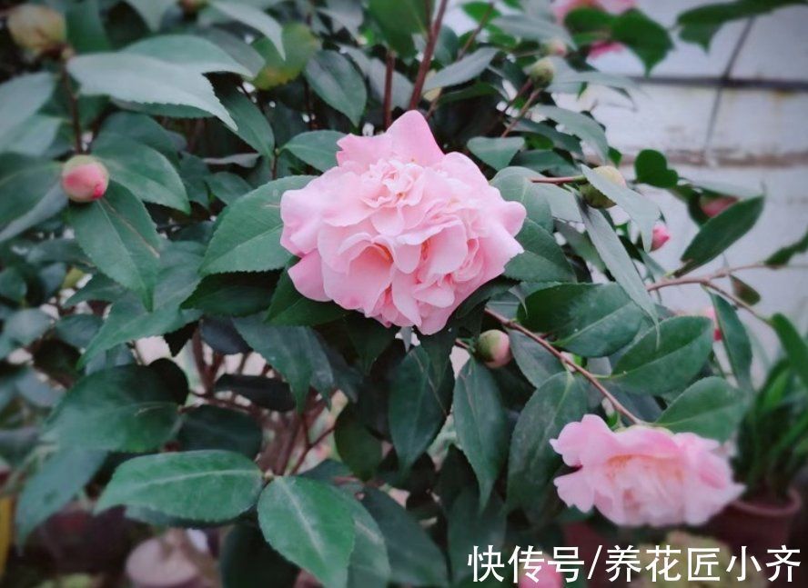 秋季修剪有“风险”,家中养的5种花不能剪,否则明年没花看