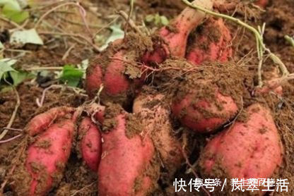 血糖升高|吃红薯升血糖还是降血糖很多糖友傻傻分不清，看完或许能明白！