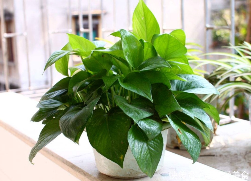 特征|有这些“特征”的人不适合养花，一般养一盆死一盆