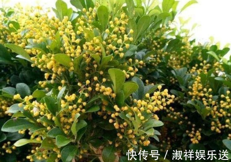 3种花,比香水还好闻,好养漂亮,一养就上瘾,满屋飘香助睡眠!