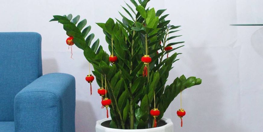 客厅养花有讲究:这3类植物再“喜欢”也别养,对家人不利