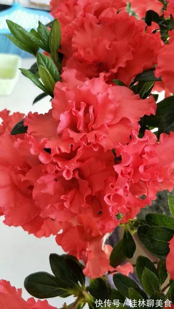 仙客来|4种花身材不大,花量却怪“吓人”,深秋花开一大片,美翻了