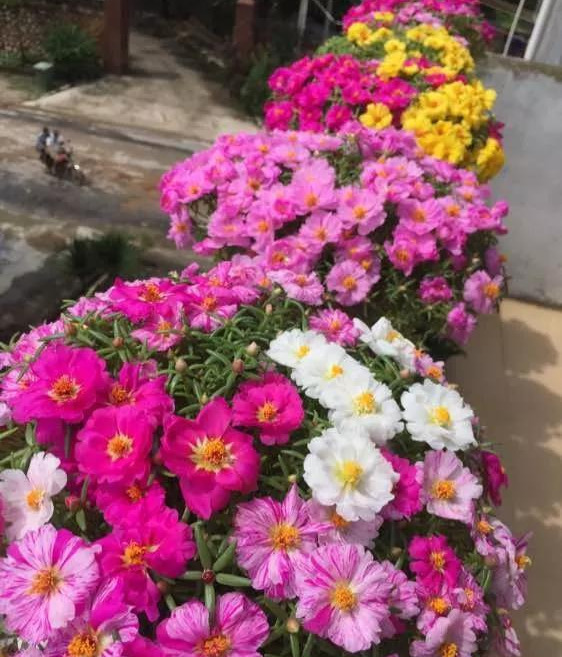 养花技巧粗生粗养也能四季开花！少养1种都觉得亏了