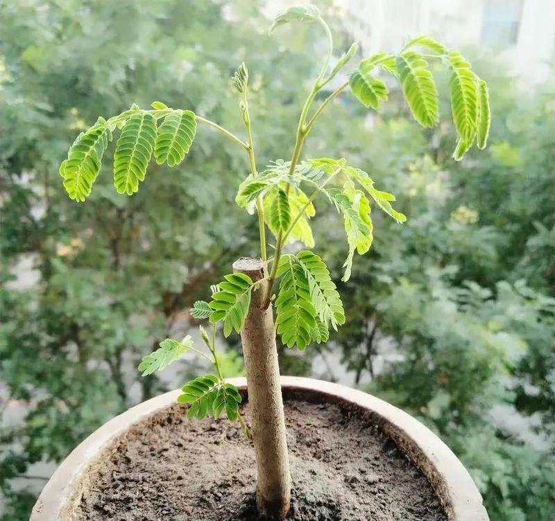 合欢|“知时郐卷”的合欢花令人着迷,试试它的繁殖与造型!