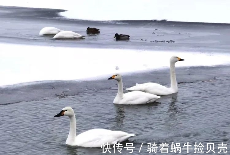 青雾#雪落甘州,诗意雪景美如水墨画!