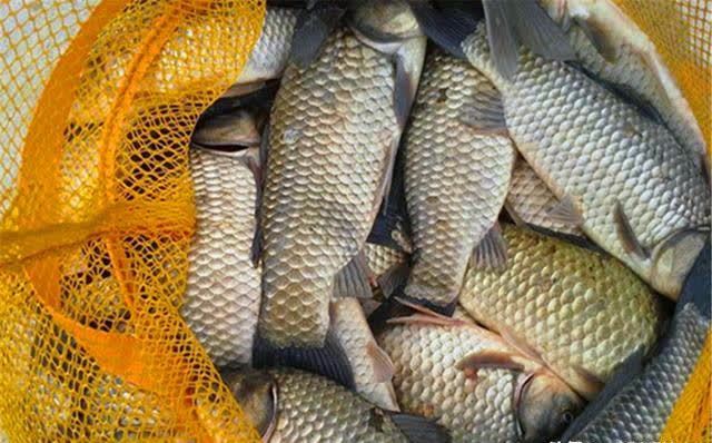 仲春钓鲫鱼，没有这些素饵搞不定的大鲫鱼，如果有，那就换一种