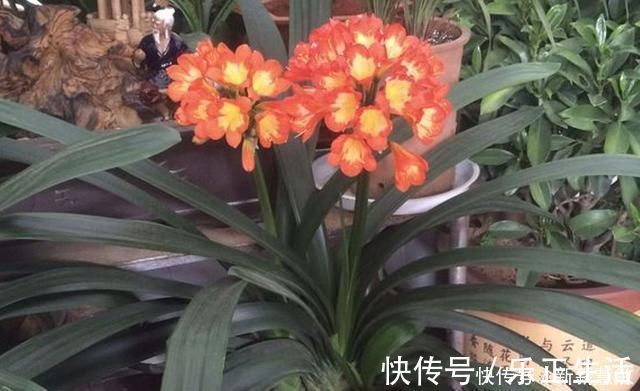 秋季|君子兰夏季“4怕”，避开就能根壮叶绿，秋季“猛”开花