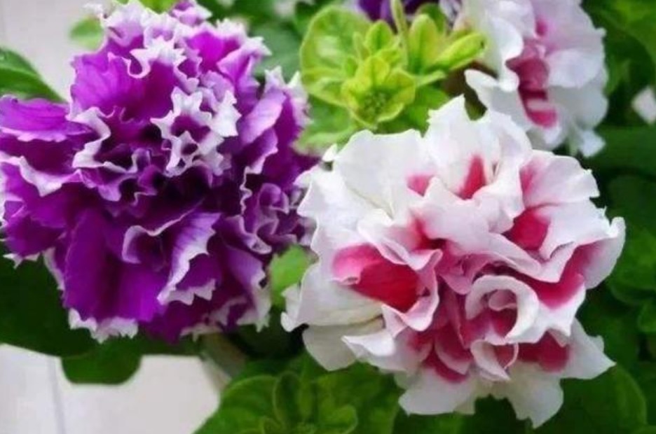 5种小众花,特别受大家喜爱,开花多、花期长,仙气十足!