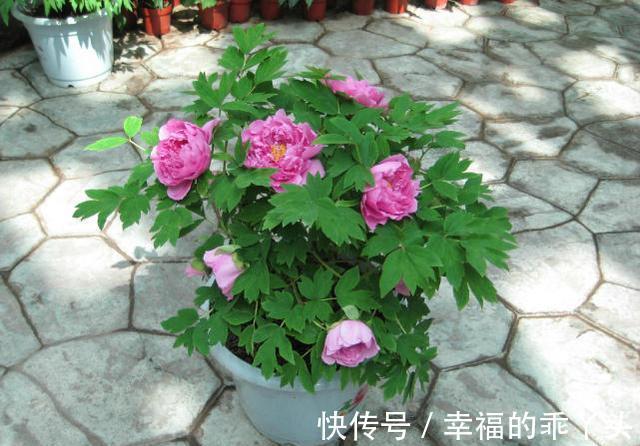 冬季养君子兰、牡丹该注意什么？注意把握细节，它们好看又好活