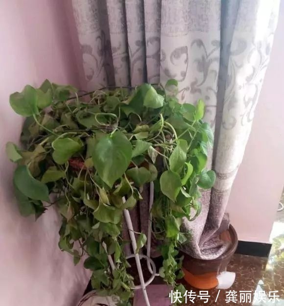 吊兰|黄叶快死的五种花卉,狠狠给它剪秃了,过几天呼呼长出一大堆