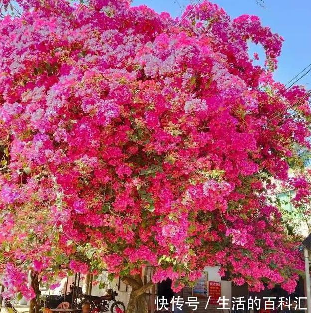 养护|三角梅这样来养护,爆盆开花不是梦,阳台庭院变花园