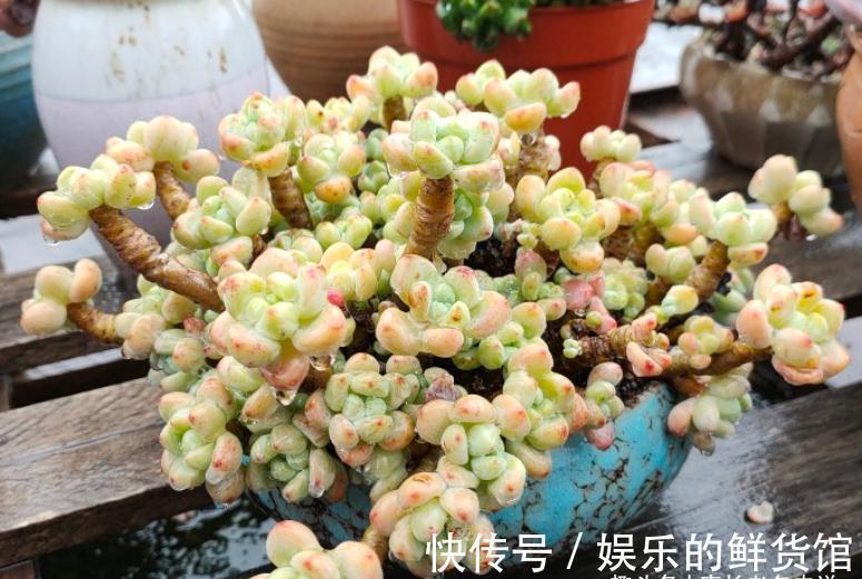 多肉劳尔与桃蛋颜值不相上下,养法也相似,但养护难度有云泥之别