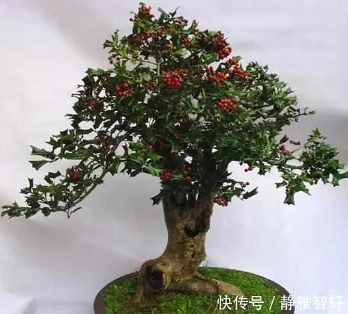 观叶|枸骨是制作盆景的好素材，集观形、观叶、观果于一身，还很好养活