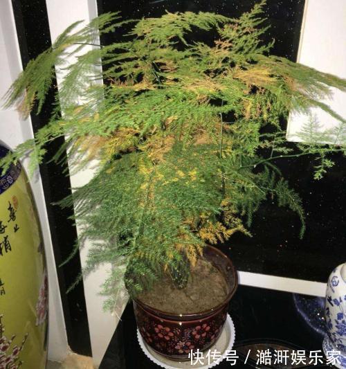 文竹|文竹黄叶不要慌，这“3种”物品，兑水浇盆里，黄叶全不见！