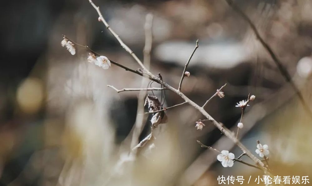 美成|一下雪，杭州就美成了临安