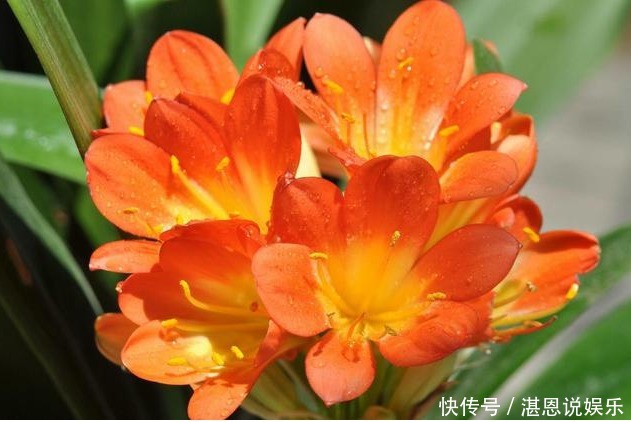 叶片|养君子兰,学会关键1招,叶片油绿,花开不停,一次开花几十朵!