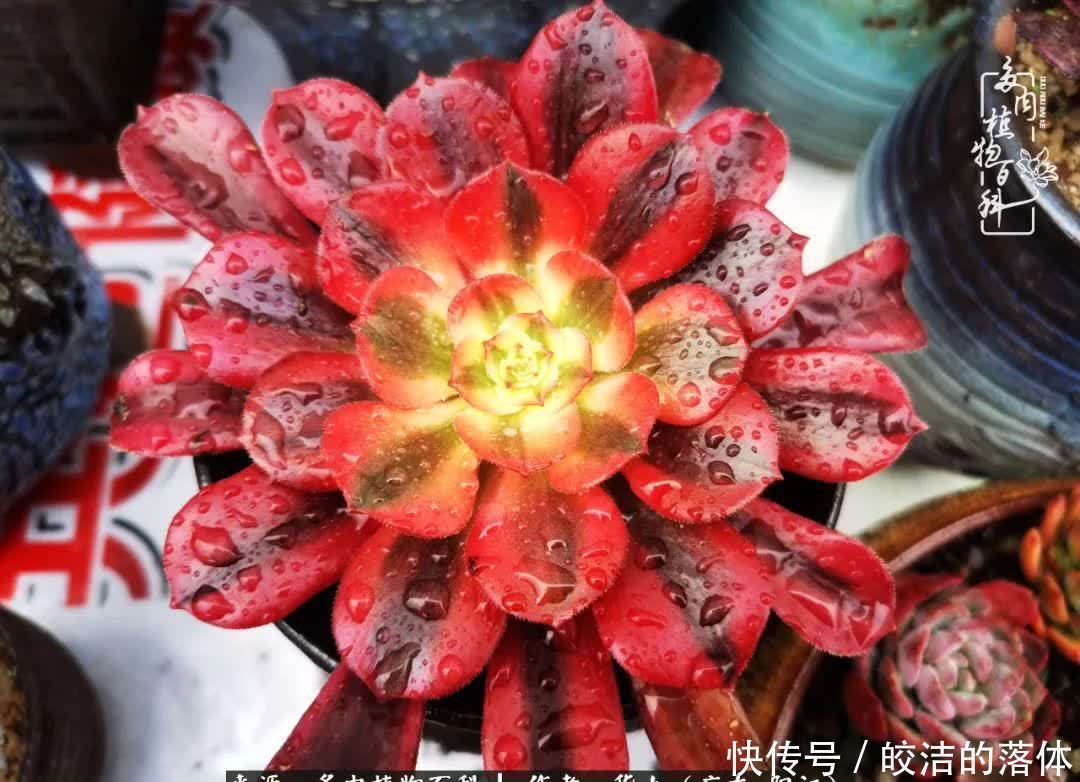 广东的冬天是多肉的春天,时间是最好的魔法师!