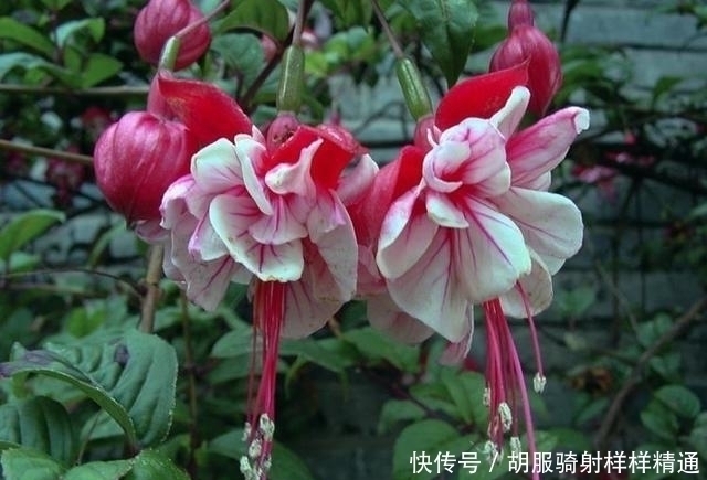 假死|天热就“假死”的7种花,秋凉就会“睡醒”恢复生长,可别被骗了