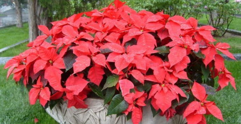 客厅养花有讲究：这3类植物再“喜欢”也别养，对家人不利