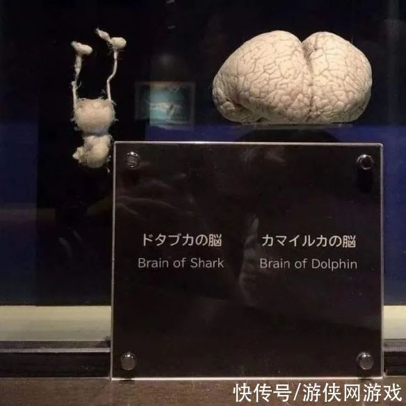 天线宝宝最矮也有1米83！奇奇怪怪的冷知识又增加了