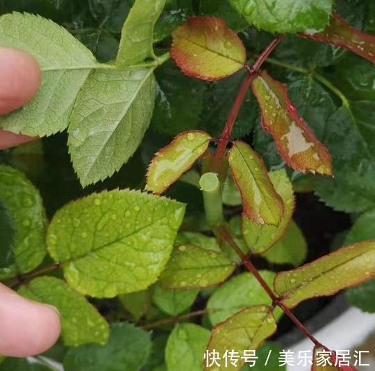 月季盆栽,做好这4步,开花整齐,株型好