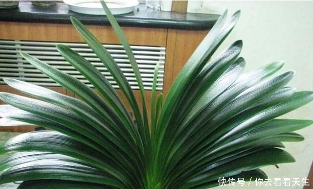 叶子|教你一招让君子兰蹭蹭长,一年长两三对叶子!