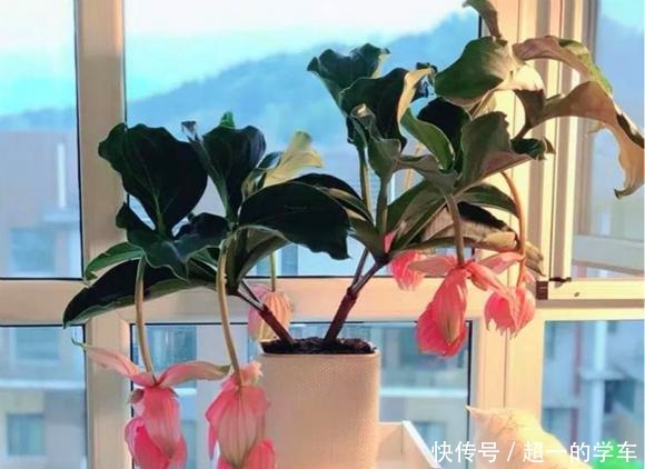 1种高级“盆栽花”,开花贼漂亮,养在室内当年宵花,惊艳四座!