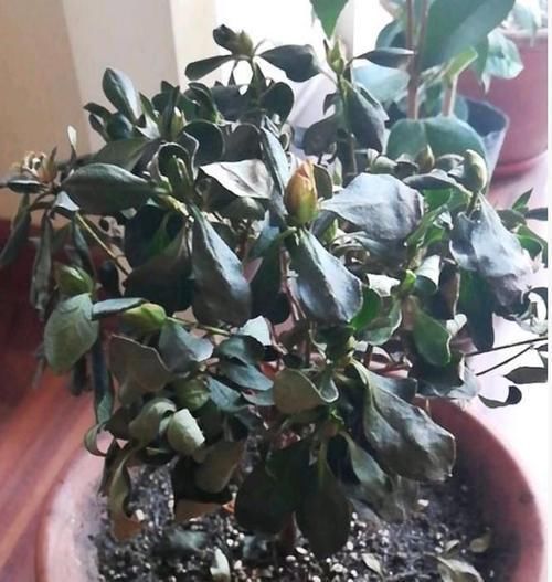 杜鹃花|杜鹃到点就得修剪,株型漂亮,开花还多