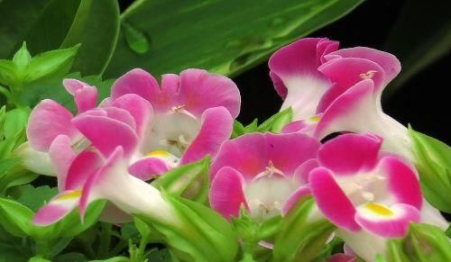  好养|超优秀的4种花，好看又好养，四季花不断，值得拥有