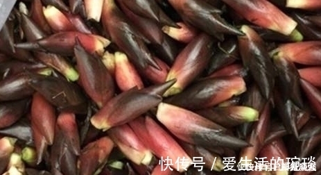 洋荷|南方1种野菜,叶子似生姜,我国很少人吃,出口日本被称亚洲人参
