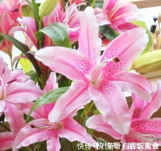 香雪球|适合冬季养的花，开花就爆盆，不易生病好养护