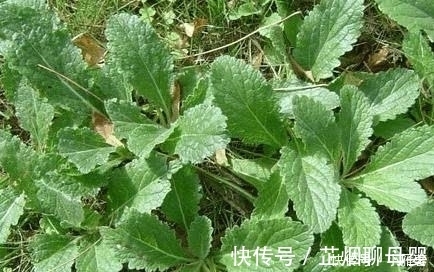 生长在农村路边的一种野草 被称为是 补益药 知道是啥野草吗 快资讯 生长在农村路边的一种野草 被称为是 补益药 知道是啥野草吗 快资讯