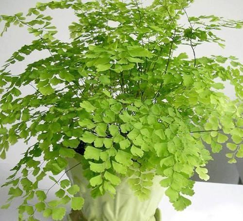 铁线蕨|喜阴的“3种花”，放在阳台就错了，摆在室内，叶子全年绿油油