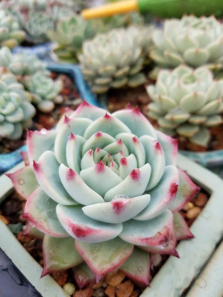 养肉三年，分享养肉经验，谈谈适合逆开挂区的多肉！