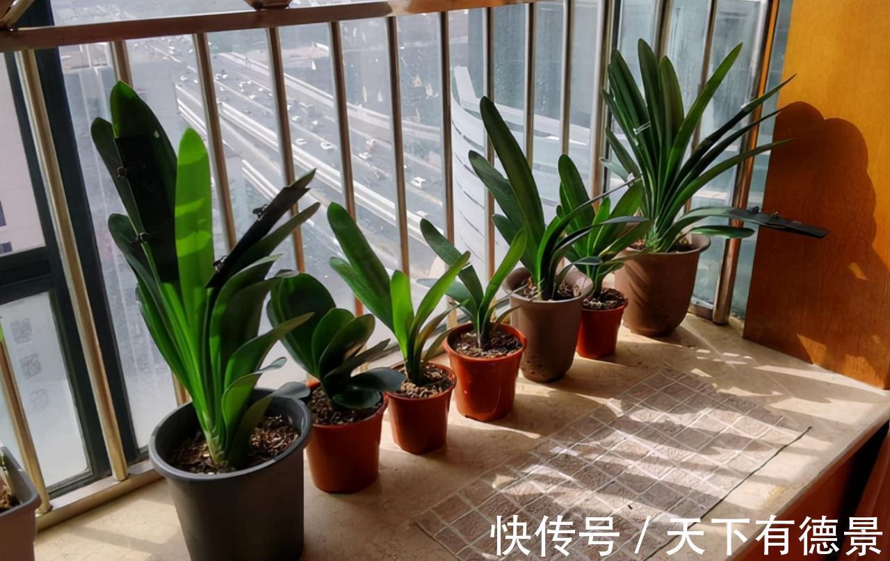想要“养好”君子兰，建议改掉“3个坏习惯”，做对2件事