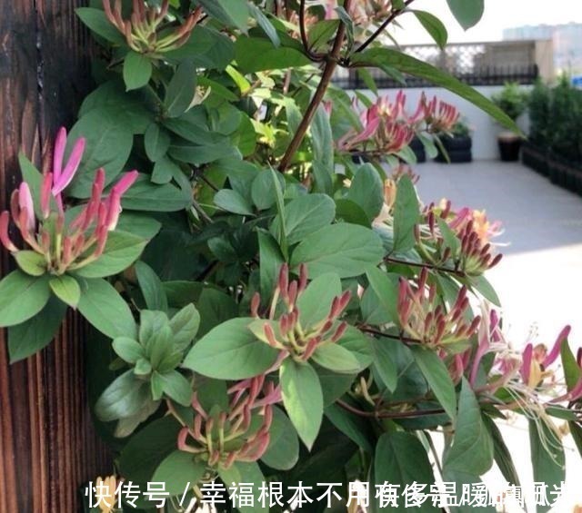 阳台|此花去火、解毒、散热,适当食用益处多,家里有阳台要种2棵!