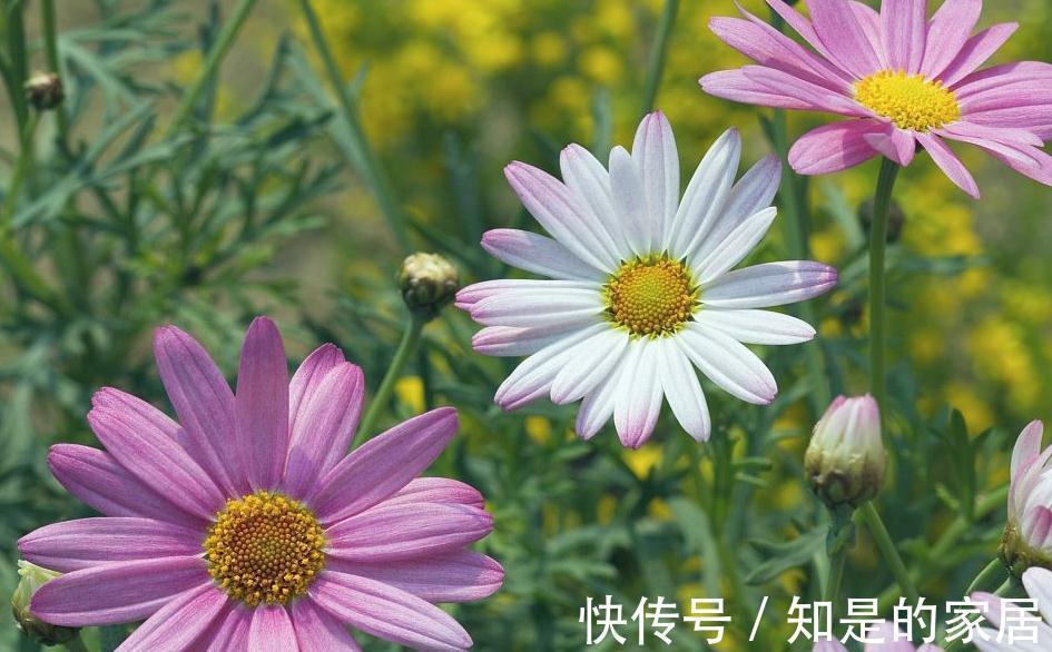 这些花儿,种着种着就变成瀑布了,很好种的哦