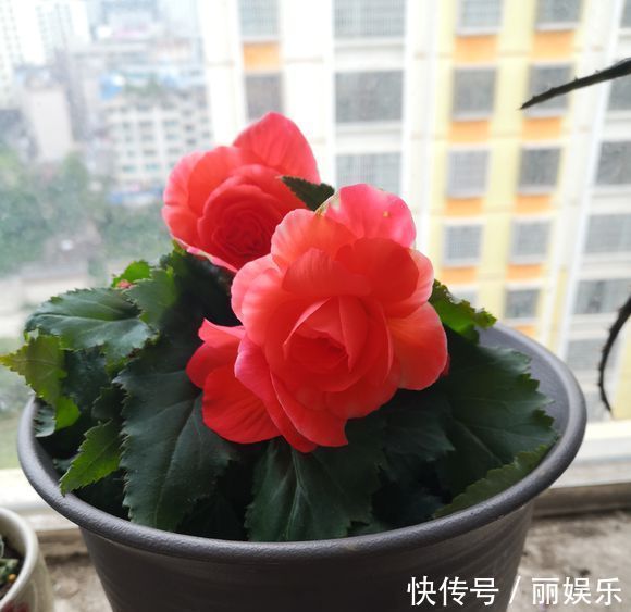 光照|一种盆栽花卉,开花不输大岩桐,比长寿花好养护,花期比月季还长