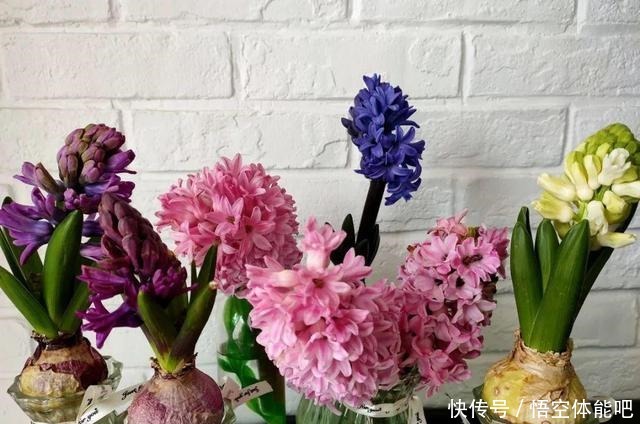 花一变这样,就是休眠了,赶紧换个地方养!花一变这样,就是休眠了,赶紧换个地方养!