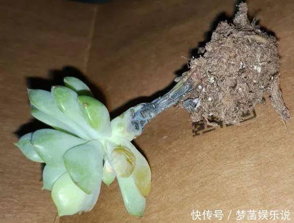 多肉|养多肉怕积水、烂根？用“2种东西”来养，再浇水都不怕