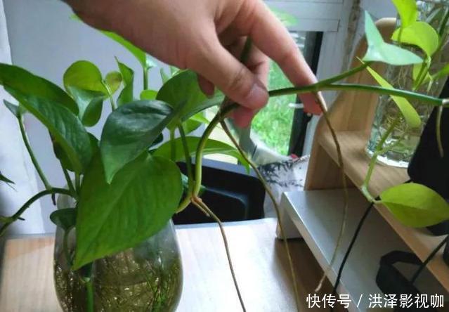 枝条|绿萝长气根“别乱剪”，找对原因“用对肥”，半年长到2米