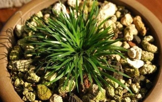 奶奶无意盆栽了一棵绿植，满屋子都是清香，出门不用喷香水了