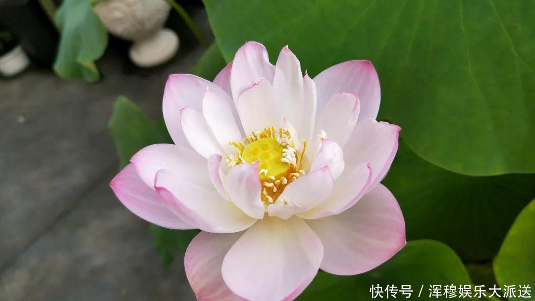 移栽|她在水缸里种荷花,开花比脸还大,满缸都是藕!